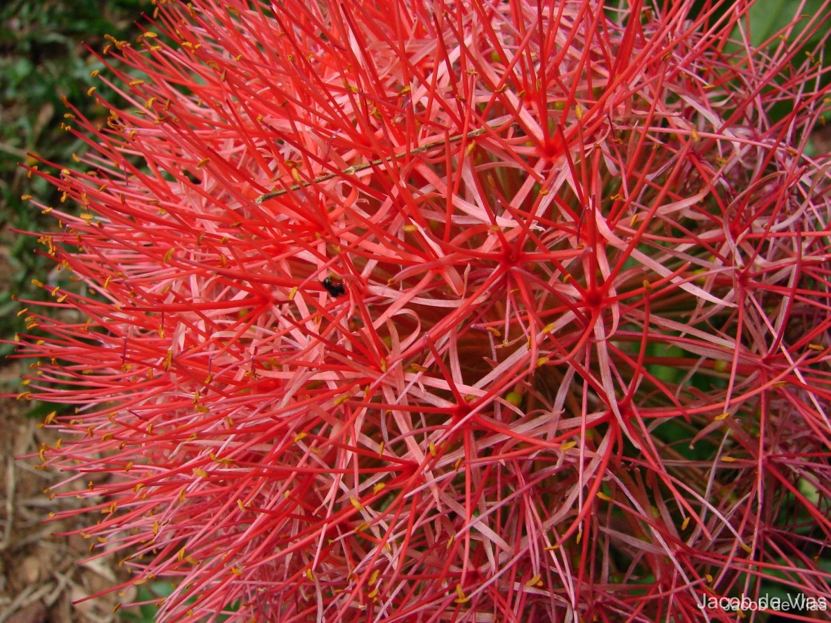 Scadoxus multiflorus (Martyn) Raf.